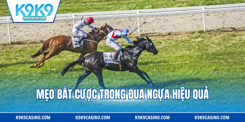 Mẹo bắt cược trong đua ngựa hiệu quả